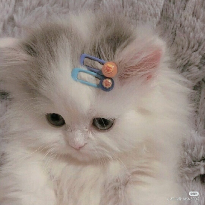 夏季专用的可爱小猫咪头像精选